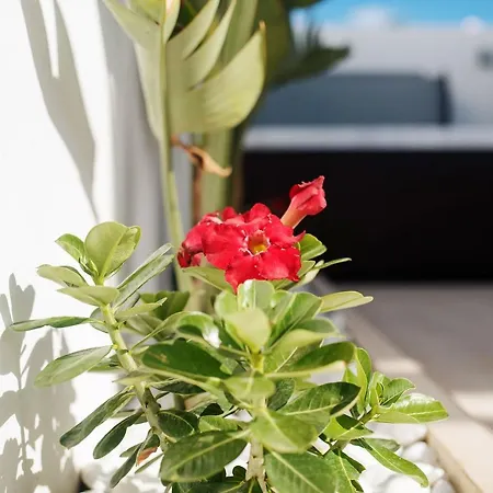 Palmera Jacuzzi 雅伊萨