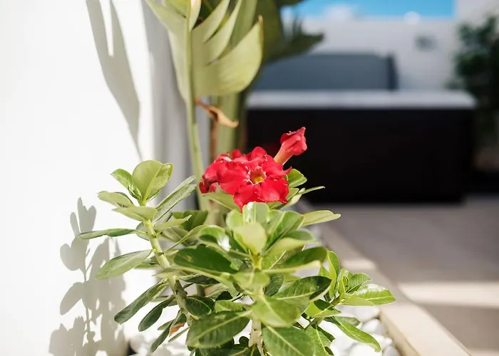 Palmera Jacuzzi يايثا